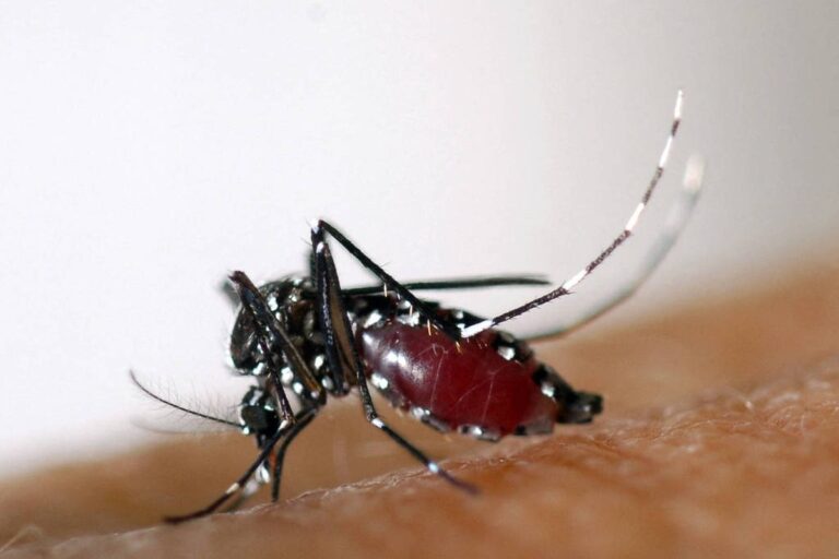 Rio confirma primeiro caso de dengue tipo 3 no estado