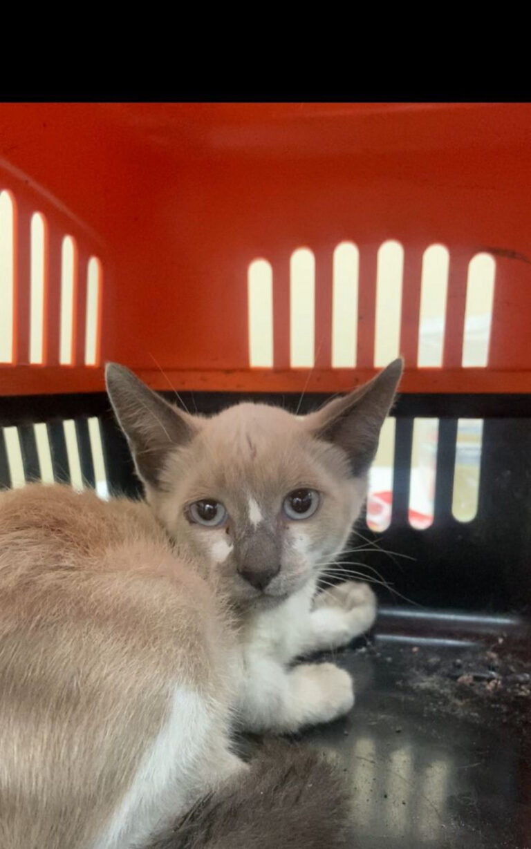 Gato é resgatado após ficar dois dias preso em tubulação na Zona Sul | Rio de Janeiro